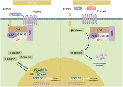 CTNNB1 in neurodevelopmental disorders